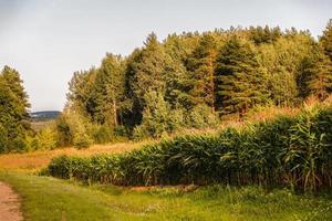 mooi landschap van een maïs veld- Aan een achtergrond van een Woud met een weg foto