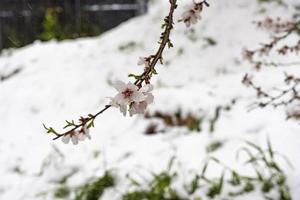 amandelboom bloemen met sneeuw achtergrond foto