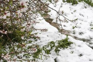 amandelbloemen op sneeuwachtergrond foto
