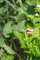 een mannetje oranje vlinder anthocharis cardaminen is resting Aan een bloeiend fabriek in de zomer zon. foto