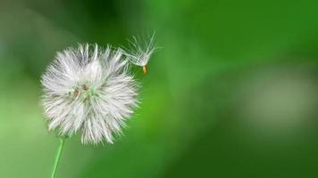 paardebloem van taraxacum fabriek Aan lang stang. blazen paardebloem klok van wit zaden. foto