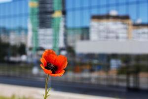 rood papaver Aan de achtergrond van een helder stedelijk huis. foto