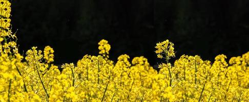 bloeiend koolzaad veld- Aan een zwart achtergrond. foto