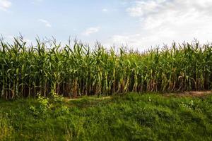 maïs veld- Aan een zomer dag. foto