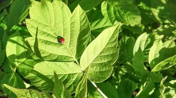 een klein lieveheersbeestje kruipt Aan een groen blad Aan een zonnig dag. mooi natuurlijk achtergrond. foto