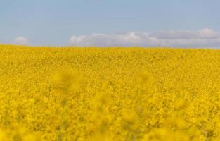 landschap van een veld- van geel verkrachting of canola bloemen, foto