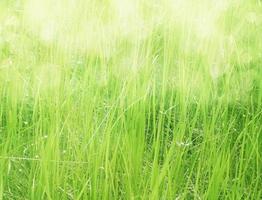 artistiek abstract voorjaar of zomer achtergrond met vers gras met groen bokeh en zonnig achtergrond. foto