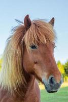 portret van een kastanjekleurig IJslands paard