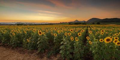 bloeiende zonnebloemplanten op het platteland bij zonsondergang foto