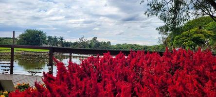 mooi rood bloem tuin in holambra, rood Kerstmis tuin foto