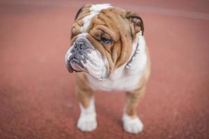 schattig Engels bulldog foto