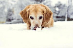 hond spelen in de sneeuw foto