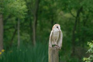 een mooi wit uil in voorkant van een achtergrond van groen Woud. foto