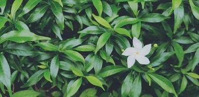 vers gardenia bloem met regendruppel en patroon van groen bladeren voor achtergrond in wijnoogst filter kleur stijl met links kopiëren ruimte. schoonheid van natuur, natuurlijk behang en regenen seizoen concept foto