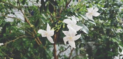 vers jasmijn bloem en regendruppel met groen bladeren wazig achtergrond na regenen dag in wijnoogst filter kleur stijl Bij bloem tuin park. schoonheid van natuur, macro, seizoen en natuurlijk. foto