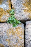 achtergrond. planten groeit in een steen muur foto