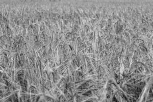 fotografie Aan thema groot tarwe boerderij veld- voor biologisch oogst foto