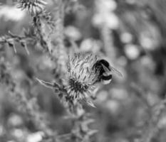 mooi wild bloem gevleugeld bij Aan achtergrond gebladerte weide foto