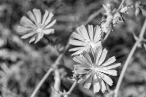 schoonheid wild groeit bloem cichorei gewoon Aan achtergrond weide foto