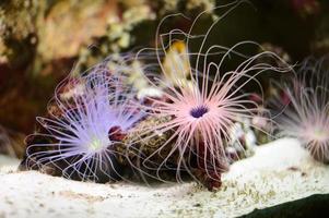 anemonen roze en blauw, zee anemonen koraal poliepen foto