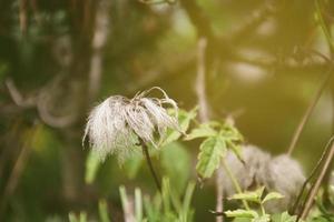 origineel bloemen Aan een warm zonnig dag tussen groen bladeren in de zomer zon foto