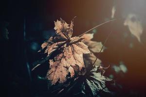 herfst gouden bladeren Aan de boom lit door warm zacht middag licht foto