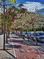 pring straat met bloeiend bomen in alicante, Spanje foto