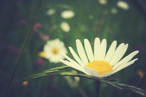 wit camomiles groeit in een groen wild weide Aan een zomer dag in detailopname foto