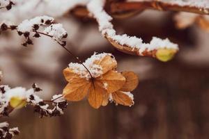 een verdord delicaat bloem in de tuin Aan een verkoudheid ijzig dag gedurende vallend wit sneeuw foto