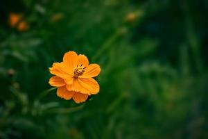 oranje bloemen in de zomer groen tuin Aan een zonnig dag foto