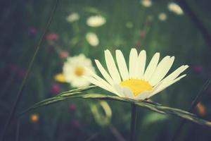 wit camomiles groeit in een groen wild weide Aan een zomer dag in detailopname foto