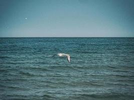 zomer vakantie landschap met blauw zee water en lucht en een vliegend zeemeeuw Aan een warm dag foto