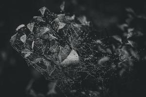 bruin herfst kei struiken met bladeren en spinneweb met dauw druppels in detailopname foto