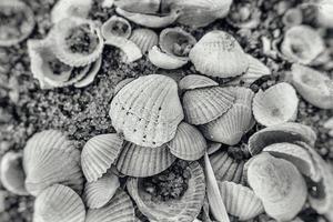 achtergrond van wit klein zee breekbaar schelpen aan het liegen Aan de strand foto