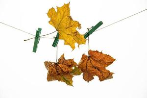 kleurrijk herfst esdoorn- blad Aan een wit geïsoleerd achtergrond vastgemaakt met een sluiting klem hangende Aan een draad foto