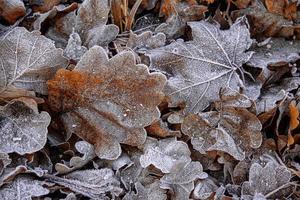 herfst achtergrond met bruin eik bladeren gedekt met vorst foto