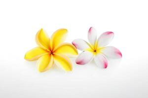 tropisch mooi bloemen, frangipani plumeria bloem geïsoleerd Aan wit achtergrond. ai gegenereerd foto