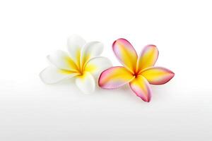 tropisch mooi bloemen, frangipani plumeria bloem geïsoleerd Aan wit achtergrond. ai gegenereerd foto