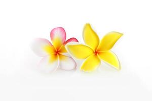 tropisch mooi bloemen, frangipani plumeria bloem geïsoleerd Aan wit achtergrond. ai gegenereerd foto