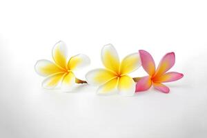 tropisch mooi bloemen, frangipani plumeria bloem geïsoleerd Aan wit achtergrond. ai gegenereerd foto