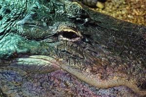 alligator, krokodil - detailopname Aan hoofd foto