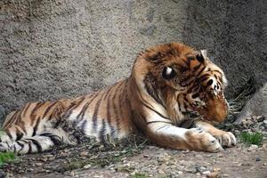 tijger houdende Aan een grond foto