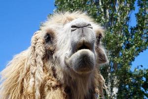 kameel - detailopname Aan gezicht foto