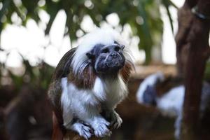 zwart en wit katoenen top tamarin aap zittend Aan een boom foto