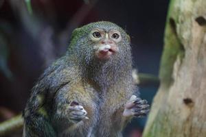 pygmee zijdeaapje aap aan het eten foto