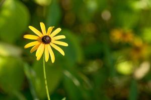 gele bloem met lange bloemblaadjes op wazig groene achtergrond foto