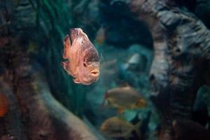 vis de oceanen van de wereld in een groot aquarium foto