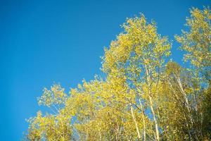 herfstlandschap met gele bladeren van bomen tegen foto