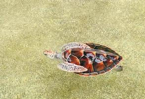 zee schildpadden in de marinier behoud centrum, zee schildpadden zwemmen gelukkig in de aquarium. Aan vakantie, kinderen en volwassenen kwam naar zien de schattig zee schildpadden in de marinier behoud centrum. foto