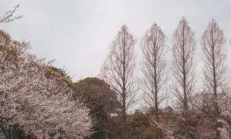 boom tak, kers bloesems, natuur flora foto